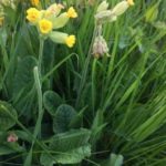 Counting our Blessings