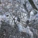 The Kavanaugh Firestorm