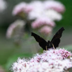 The Goddess of Balance and Justice