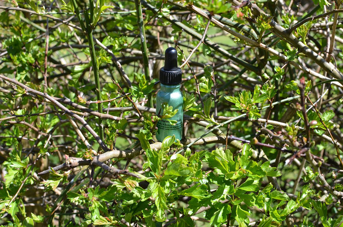 Ray 4 Elixir for Harmony, Creativity and Beauty - Image 2