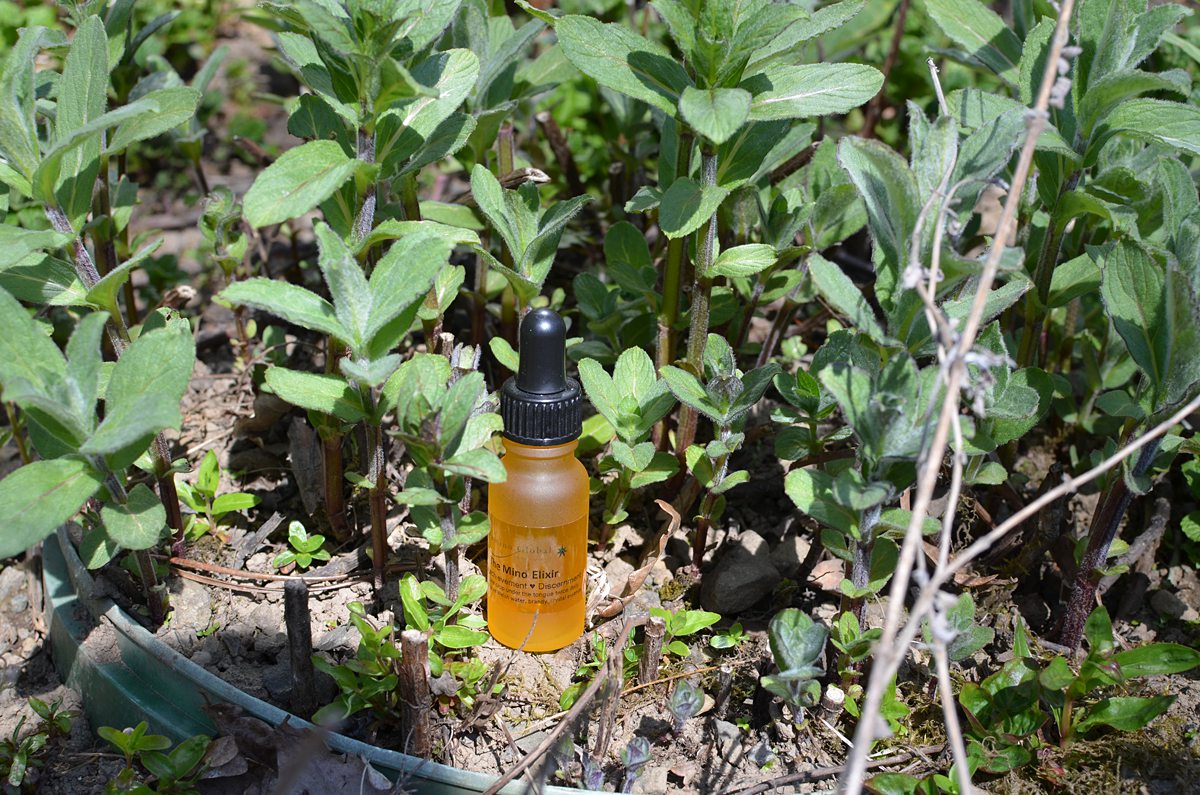 Ray 3 Elixir for Discernment and Mental Achievement - Image 4