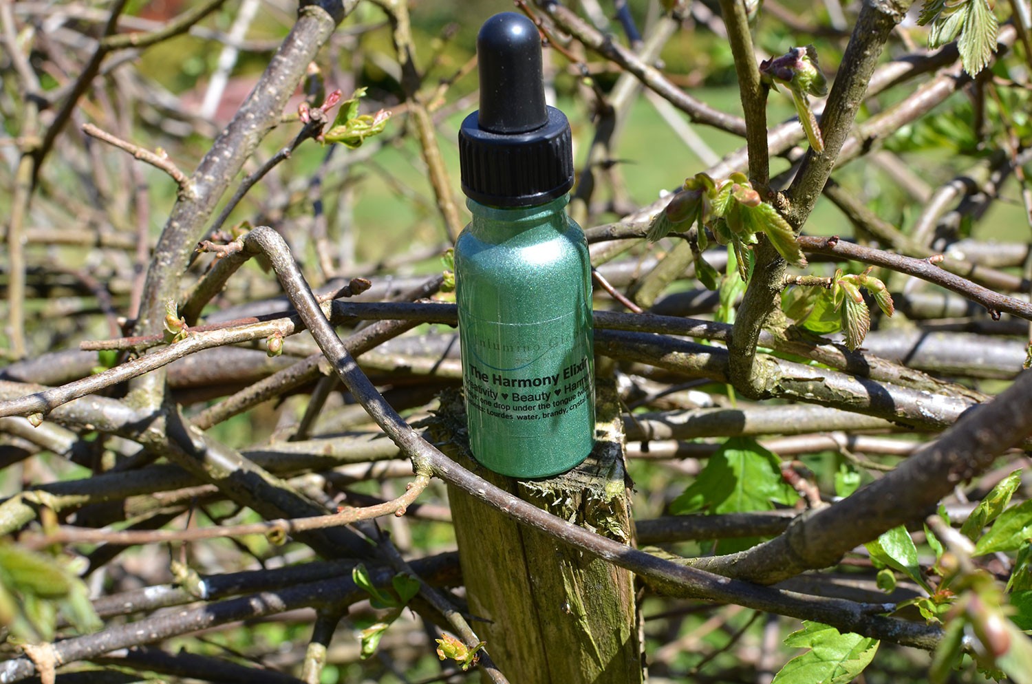 Ray 4 Elixir for Harmony, Creativity and Beauty