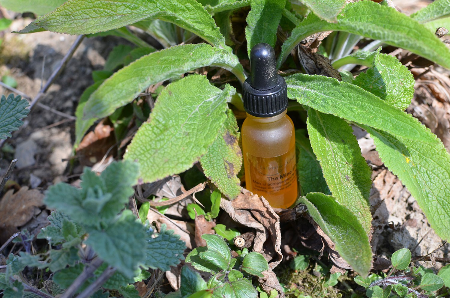 Ray 3 Elixir for Discernment and Mental Achievement