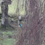 A Kingfisher's Story